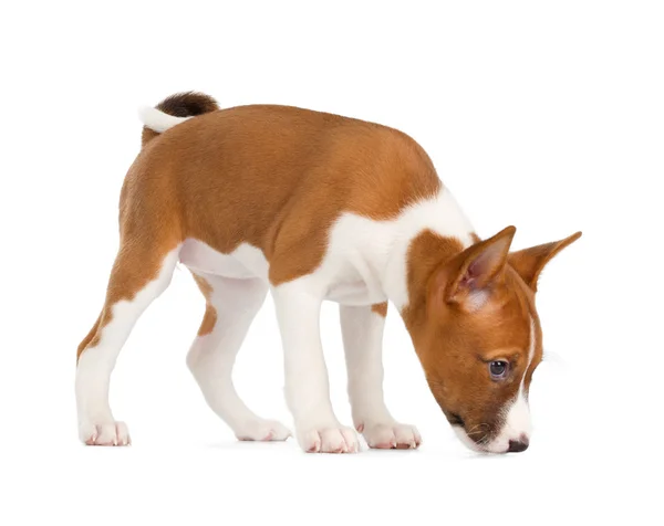 Basenji cachorro olfateando — Foto de Stock