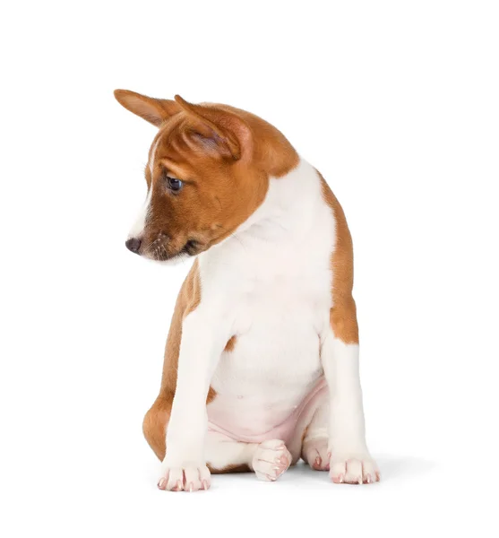Şirin alçaklık köpek yavrusu — Stok fotoğraf