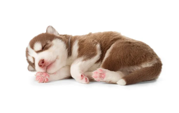 西伯利亚库珀红色哈士奇小狗睡着了 — 图库照片