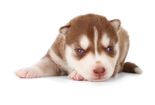 Cooper röda Siberian husky valp — Stockfoto