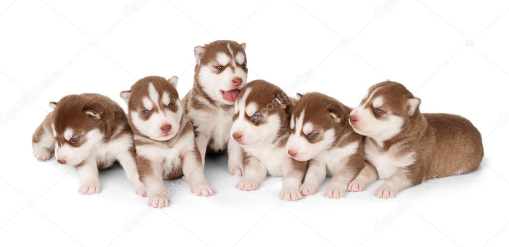 Litter of Siberian cooper red husky puppies
