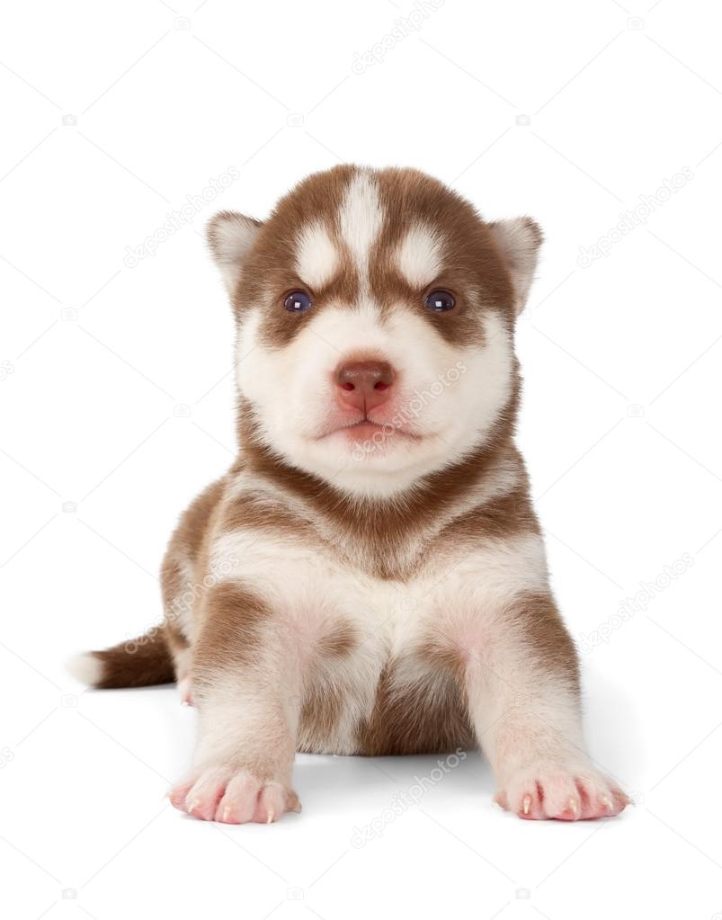 baby husky