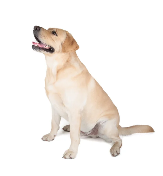 Gelber Labrador Retriever — Stockfoto