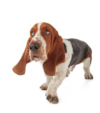 Basset Hound üzerine beyaz izole 