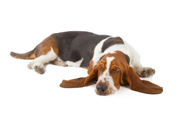 Basset Hound pes spí — Stock fotografie