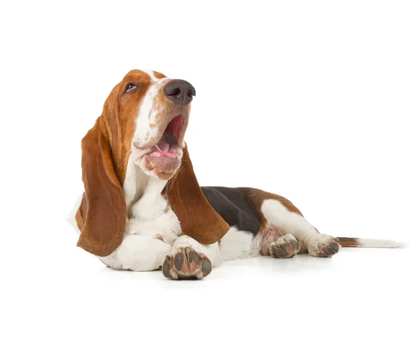 Basset Hound dog spanie — Zdjęcie stockowe