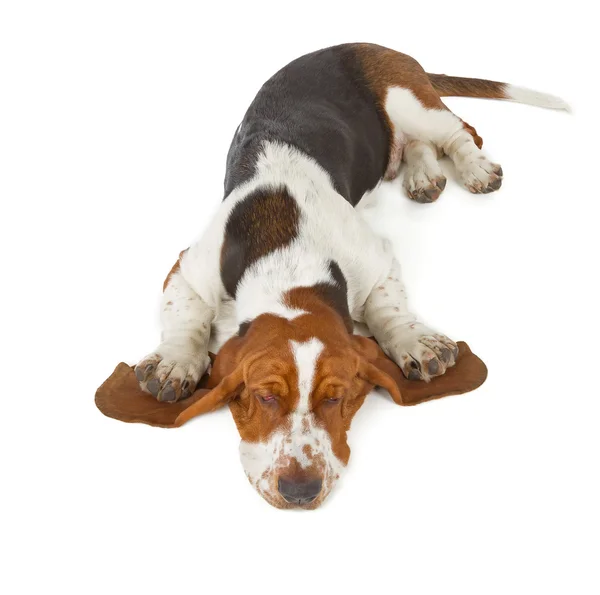 Chien de chasse Basset dormir — Photo