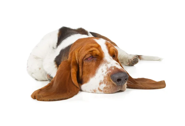 Бассета собака спить — стокове фото