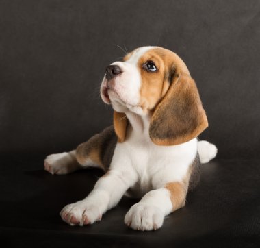 şirin beagle köpek yavrusu