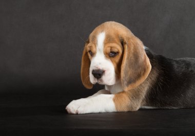 şirin beagle köpek yavrusu
