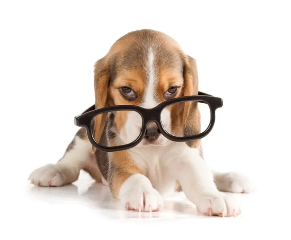 Carino cucciolo di beagle — Foto Stock