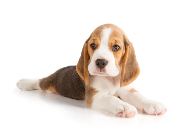 Şirin beagle köpek yavrusu — Stok fotoğraf