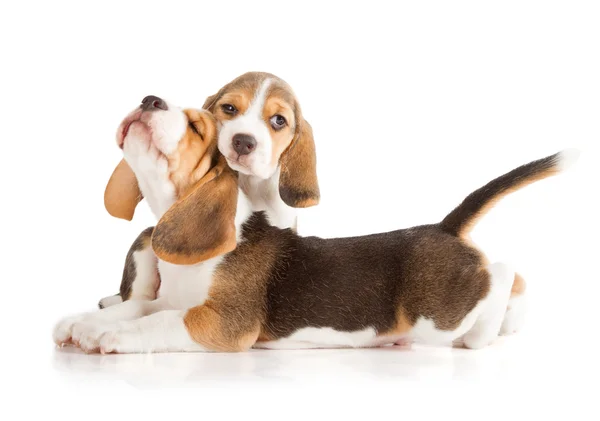 Ładny beagle szczeniak — Zdjęcie stockowe