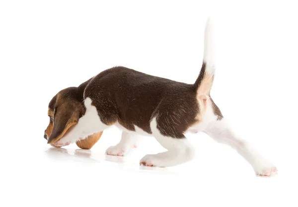 Schattig beagle pup — Stockfoto