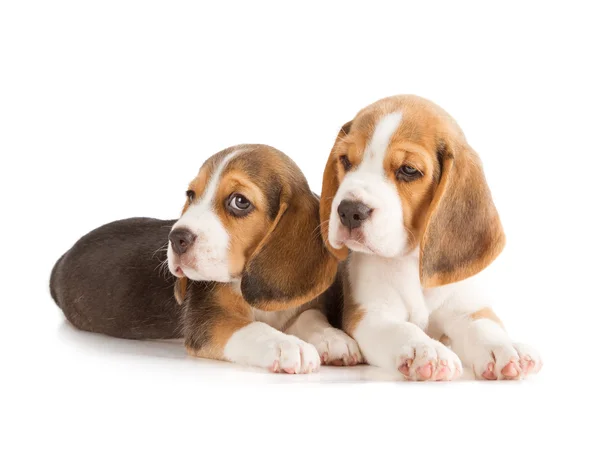 Carino cucciolo di beagle — Foto Stock