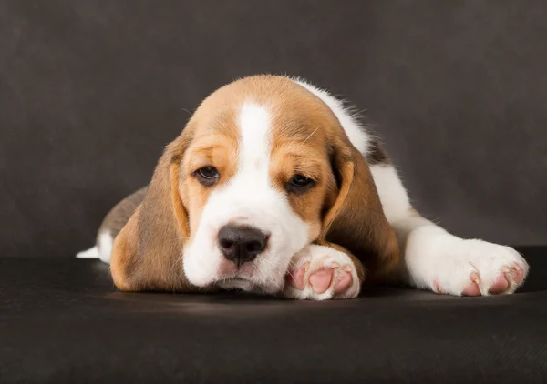 Şirin beagle köpek yavrusu — Stok fotoğraf