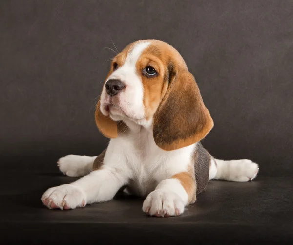 かわいいビーグル犬の子犬 — ストック写真