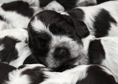 İngiliz cocker spaniel puppies.