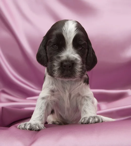 English Cocker Spaniel Puppies. — Stock Photo, Image