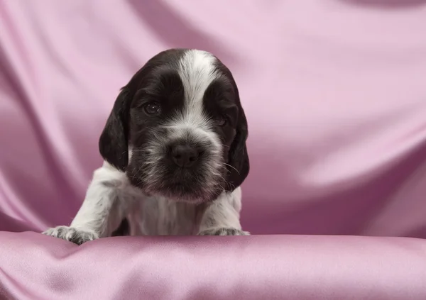 Cocker spaniel angielski szczenięta. — Zdjęcie stockowe