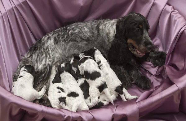 English Cocker Spaniel Puppies Nursing. — Stock Photo, Image