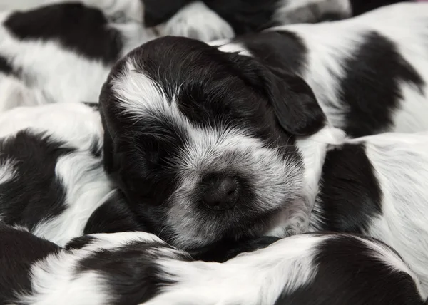 Cocker spaniel angielski szczenięta. — Zdjęcie stockowe