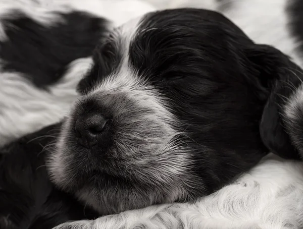 İngiliz cocker spaniel puppies. — Stok fotoğraf