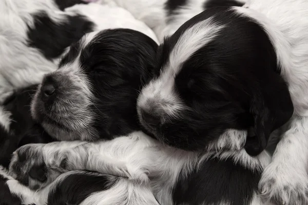 İngiliz cocker spaniel puppies. — Stok fotoğraf