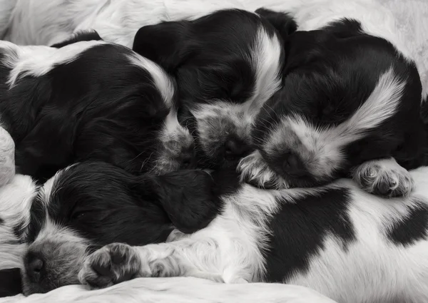 Engelsk cocker spaniel valpar. — Stockfoto