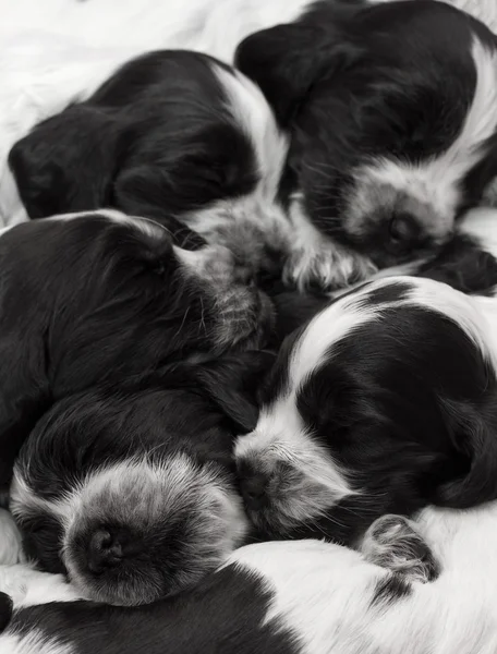 Engelse cocker spaniel pups. — Stockfoto