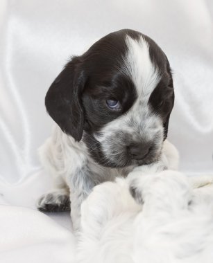 İngiliz cocker spaniel puppies.