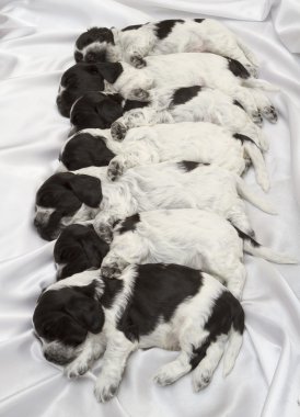 İngiliz cocker spaniel puppies.