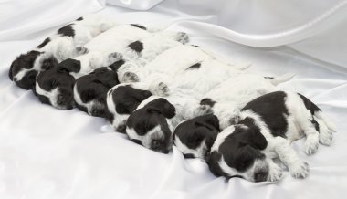 İngiliz cocker spaniel puppies.