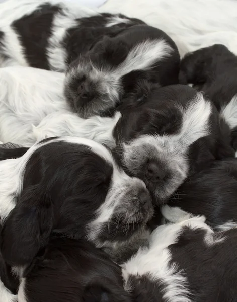 Englische Cocker Spaniel Welpen. — Stockfoto