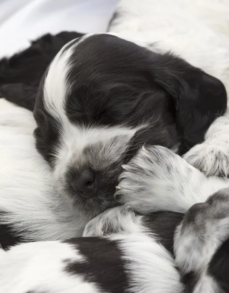 Inglês cocker spaniel cachorros . — Fotografia de Stock