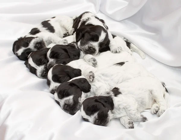 Engelse cocker spaniel pups. — Stockfoto