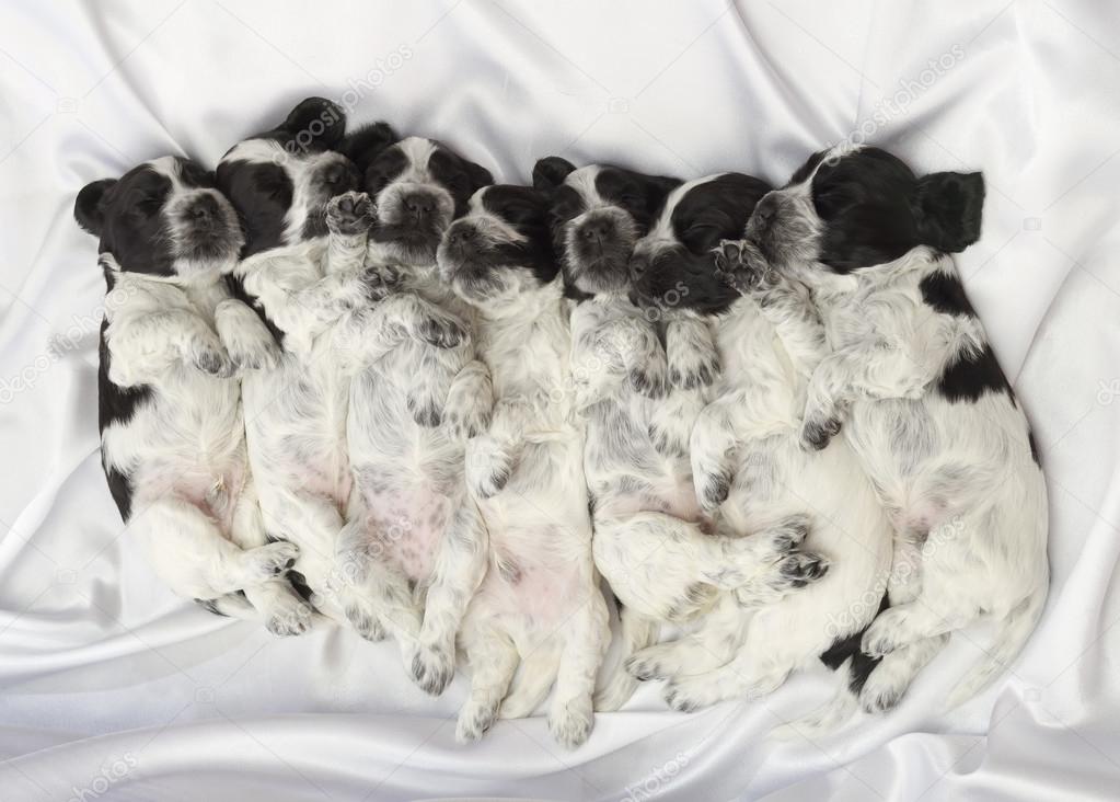 English Cocker Spaniel Puppies.