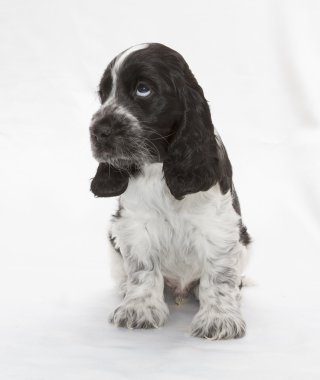 İngiliz cocker spaniel köpek yavrusu