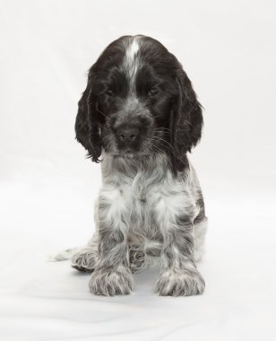 İngiliz cocker spaniel köpek yavrusu