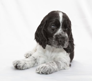 İngiliz cocker spaniel köpek yavrusu