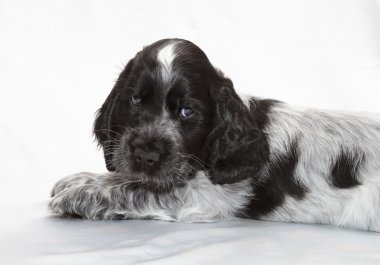 İngiliz cocker spaniel köpek yavrusu