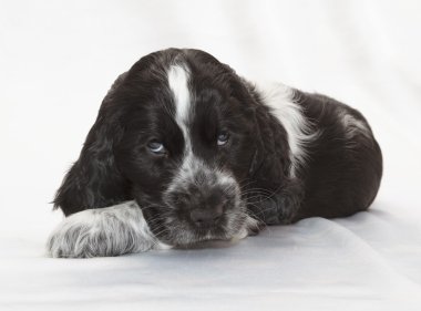 İngiliz cocker spaniel köpek yavrusu