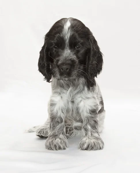 İngiliz cocker spaniel köpek yavrusu — Stok fotoğraf