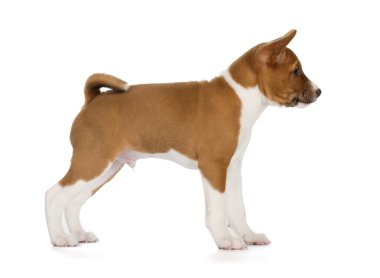 Şirin alçaklık köpek yavrusu