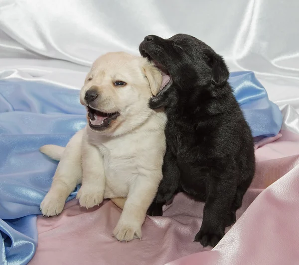 Labrador retriever puppy's — Stockfoto