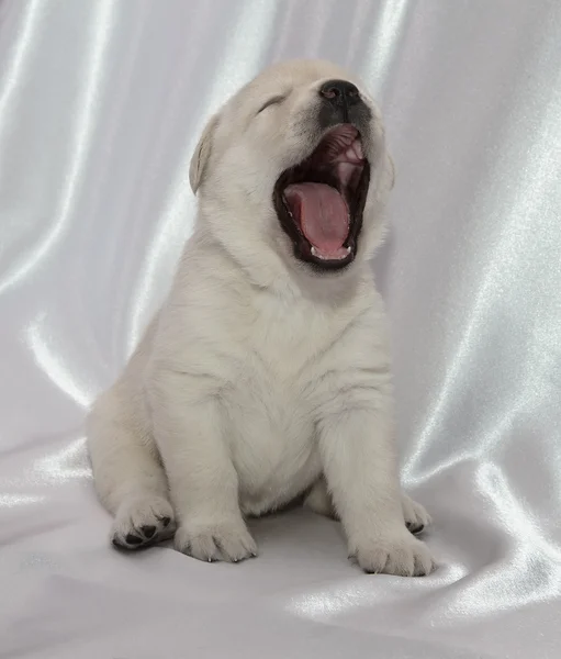 Labradorský retrívr štěně zíval — Stock fotografie