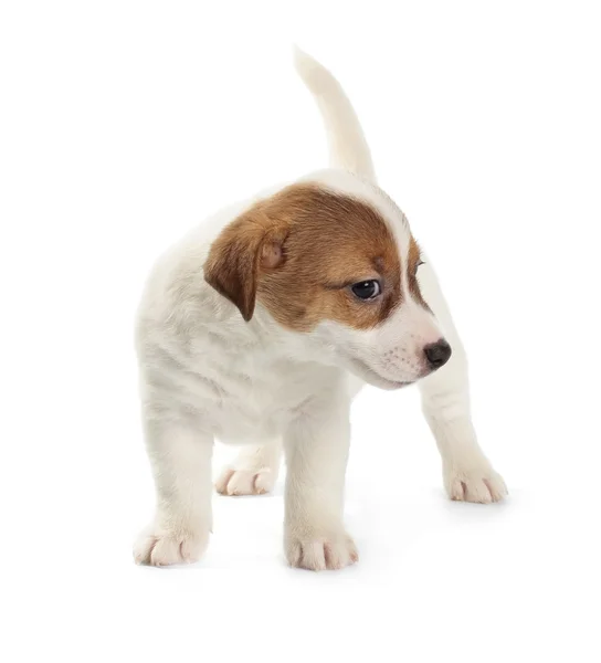 Jack russell Terriër pup — Stockfoto