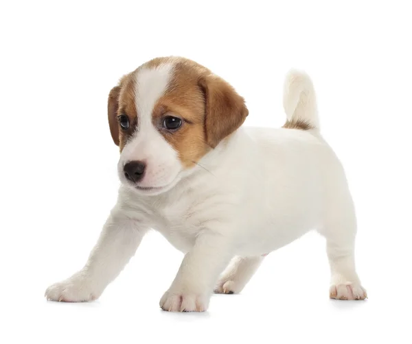 Jack russell Terriër pup — Stockfoto