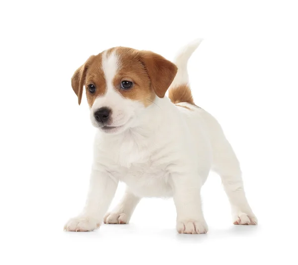 Jack Russell Terrier cucciolo — Foto Stock