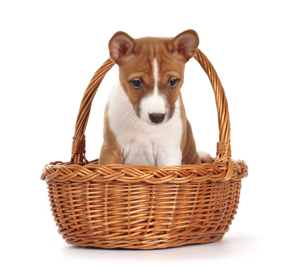 Adorable basenji puppy — Stock Photo, Image